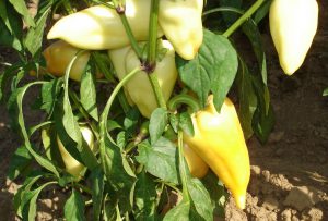 Bogyi F1 paprika