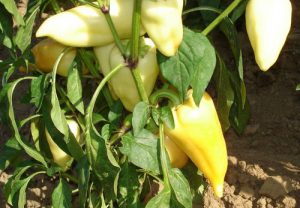 Bogyi F1 paprika