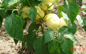 Hot Ball F1 paprika
