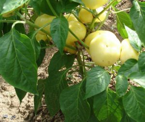 Hot Ball F1 paprika