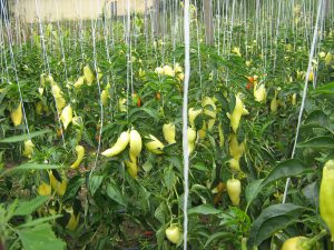 Jumbo Stuff F1 paprika