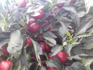 Óriás Cseresznye paprika