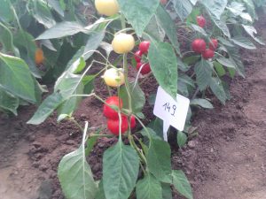 Sweet Ball F1 paprika
