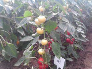 Sweet Ball F1 paprika