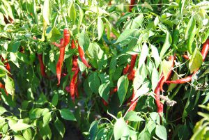 Tüzes Piros paprika