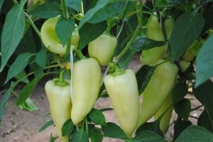 Golden Italin F1 paprika