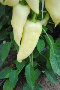 Golden Italin F1 paprika