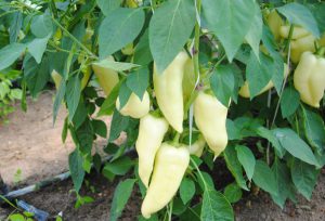 Golden Italin F1 paprika
