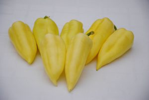 Golden Italin F1 paprika