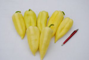 Golden Italin F1 paprika