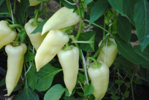 Golden Italin F1 paprika