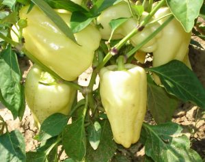 Sunshine F1 paprika