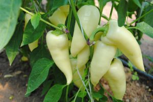 Hóvihar F1 paprika