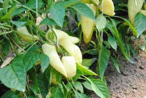Hóvihar F1 paprika