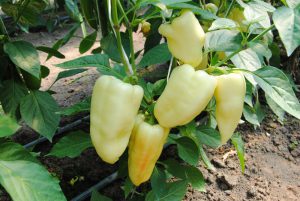 Hóvihar F1 paprika