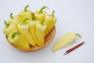 Hóvihar F1 paprika