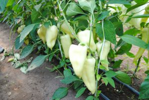 Jumbo Stuff F1 paprika