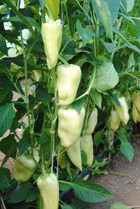Jumbo Stuff F1 paprika