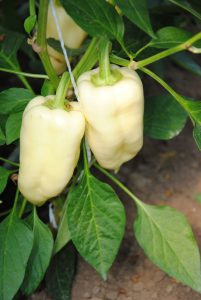 Jumbo Stuff F1 paprika