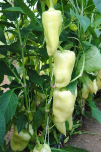 Jumbo Stuff F1 paprika