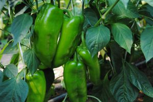 Moneymaker F1 paprika