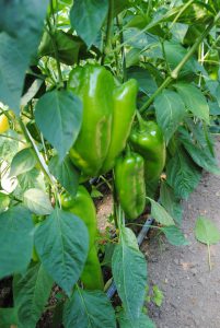 Moneymaker F1 paprika