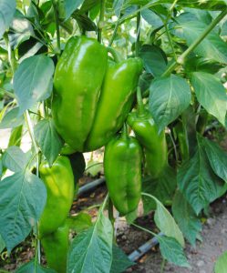 Moneymaker F1 paprika