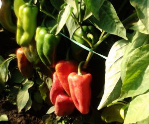 Moneymaker F1 paprika