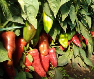 Moneymaker F1 paprika