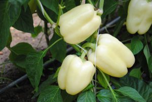 Sárga Madár F1 paprika