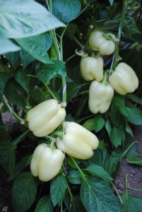 Sárga Madár F1 paprika