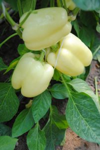 Sárga Madár F1 paprika