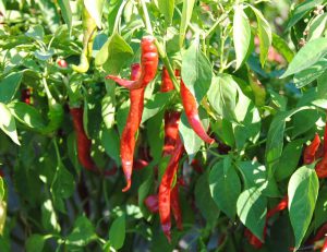 Tüzes Piros paprika