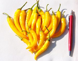Tüzes Sárga paprika