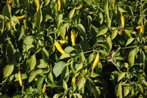 Tüzes Sárga paprika