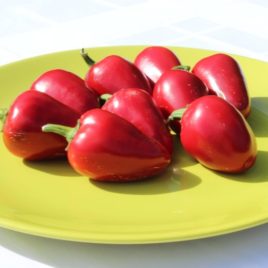 Csípős cseresznye hibrid paprika