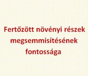 Fertőzött növényi részek megsemmisítésének fontossága