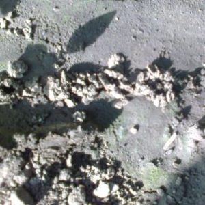 Fiatal vakondtücsök járata