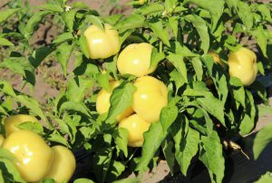 Hot Ball F1 paprika