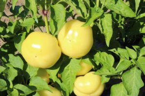 Hot Ball F1 paprika