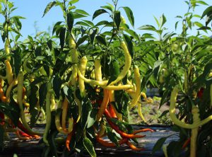 Hot Feferoni F1 paprika