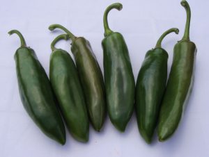 Hot Met F1 paprika