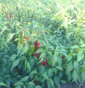 Hot Met F1 paprika