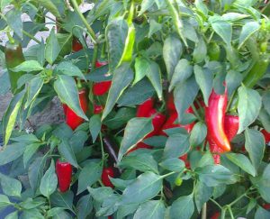 Hot Met F1 paprika