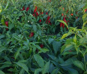 Hot Met F1 paprika