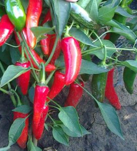 Hot Met F1 paprika