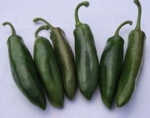 Hot Met F1 paprika
