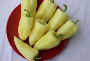 Jumbo Stuff F1 paprika
