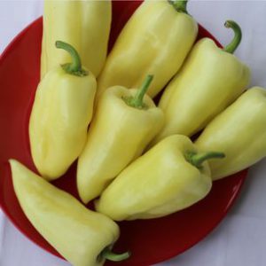 Jumbo Stuff F1 paprika