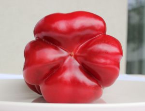 Super Greygo F1 paprika